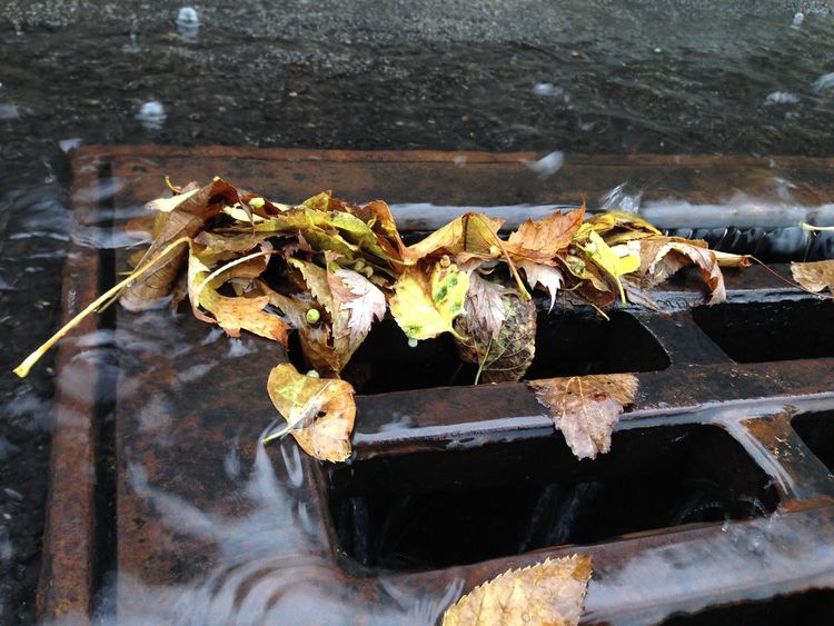 Wet leaves clogging a drain grate in the rain, with water running over the bars instead of through them